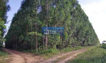 Imagem 4: Fazenda excelente em Minas Gerais com pista de Pouso, Plantio e cortes eucaliptos