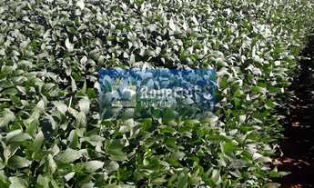 Imagem: Magnifica fazenda para lavoura em Goiás