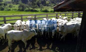Imagem 5: Excelente fazenda para pecuária em Cambuí - MG próxima ao Estado de São Paulo a 1 Km da