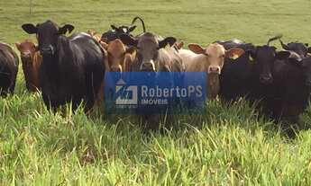 Imagem 7: Fazenda no Sul de Minas de 440 hectares