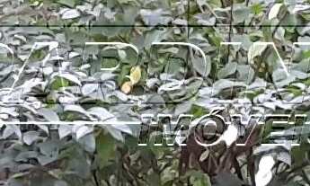 Imagem 7: Casa próxima ao Pico do Corcovado em Ubatuba-SP