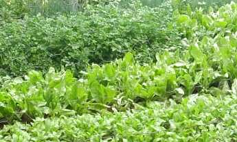 Imagem: CHACARA RURAL em AMERICANA - SP, recreio