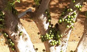 Imagem 4: CHACARA RESIDENCIAL em SANTA BARBARA DOESTE - SP, SANTA BARBARA DOESTE