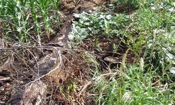 Imagem 7: SÍTIO em Chapada dos Guimarães - MT, Zona Rural