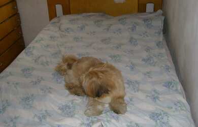 Imagem 7: APARTAMENTO em São Paulo - SP, Pedreira