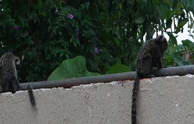 Imagem 3: CASA em São Paulo - SP, Rio Bonito