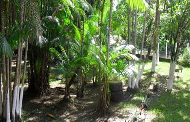 Imagem 6: SÍTIO em São Luís - MA, Maracanã