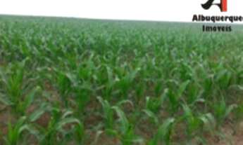 Imagem 5: FAZENDA RURAL em BAIXA GRANDE DO RIBEIRO - PI, BAIXA GRANDE DO RIBEIRO