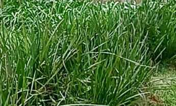 Imagem 7: APARTAMENTO RESIDENCIAL em TABOÃO DA SERRA - SP, JARDIM MARIA ROSA