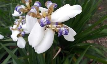 Imagem 5: Linda Casa Ampla 3 Quartos em Condomínio Fechado