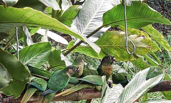 Imagem 6: CASA RESIDENCIAL À VENDA, COCAIA, ILHABELA