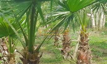 Imagem 5: Sítio á venda com 6 alqueires, 3 casas, piscina, varanda com churrasqueira, tanque de peix