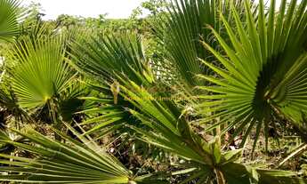 Imagem 6: Sítio á venda com 6 alqueires, 3 casas, piscina, varanda com churrasqueira, tanque de peix