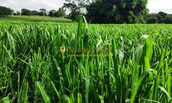 Imagem 3: Sítio á venda com 10,4229 hectares na região do bairro de Simonsen cidade de Votuporanga/S