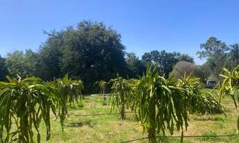 Imagem 7: Imperdível! Sítio à venda em Auriflama-SP na Area Rural: 3 quartos, 1 suíte, 3 salas, 3 ba