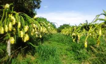 Imagem 6: Imperdível! Sítio à venda em Auriflama-SP na Area Rural: 3 quartos, 1 suíte, 3 salas, 3 ba