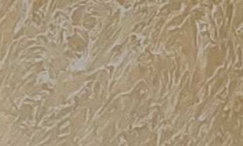 Imagem 3: Casa à venda Jardim Nova Veneza com 2 dormitórios, sendo 1 suíte