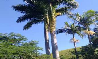 Imagem: SÍTIO em Macaé - RJ, FRADE