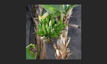 Imagem 6: CASA RESIDENCIAL em VALINHOS - SP, JARDIM PAIQUERÊ