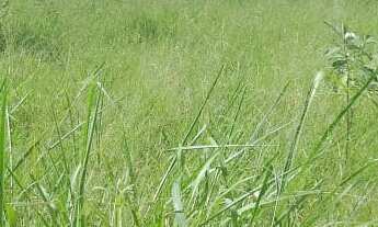 Imagem 7: AREA INDUSTRIAL em MOGI MIRIM - SP, CENTRO