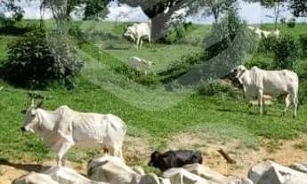 Imagem: FAZENDA RURAL em ITUPEVA - SP, ITUPEVA
