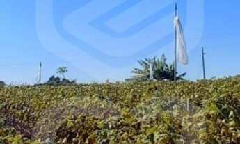 Imagem 5: SITIO RURAL em INDAIATUBA - SP, PARQUE DA GRAMA