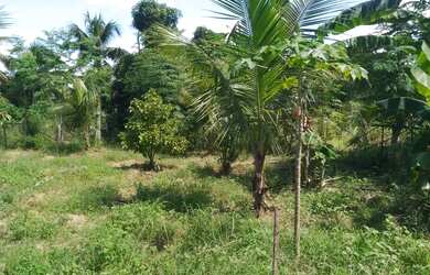 Imagem 10: SITIO RESIDENCIAL em SALVADOR - BA, LAURO DE FREITAS