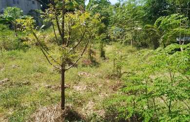 Imagem 8: SITIO RESIDENCIAL em SALVADOR - BA, LAURO DE FREITAS