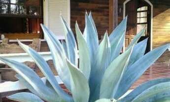 Imagem 5: Sitio em Ibiuna !