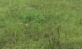 Imagem 5: TERRENO RESIDENCIAL em JOINVILLE - SC, FLORESTA