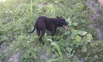 Imagem 2: CASA RESIDENCIAL em Camaçari - BA, Cascalheira