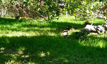 Imagem: TERRENO em Salvador - BA, Stella Maris