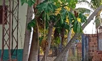 Imagem 6: CHACARA RURAL em SÃO JOSÉ DO RIO PRETO - SP, ESTÂNCIA SÃO MANOEL (ZONA RURAL