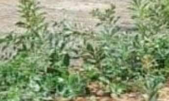 Imagem: Terreno à venda em Montes Claros-MG, Vila