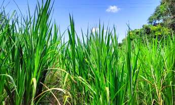 Imagem 6: SITIO RURAL em Montes claros - MG, Fazenda Pacuí