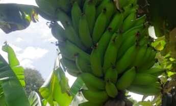 Imagem: CHACARA RURAL em Montes claros - MG, Jardim