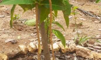 Imagem 6: CHACARA RURAL em Montes claros - MG, Jardim Europa