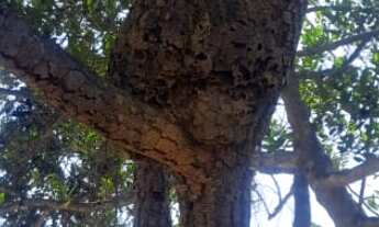 Imagem 7: CHACARA RURAL em Montes claros - MG, Jardim Europa