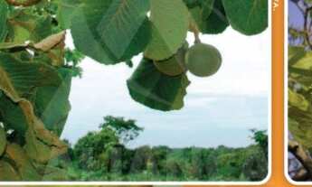 Imagem 5: Chácara à venda em Montes Claros-MG, no bairro Recanto dos Pássaros: oportunidade única na