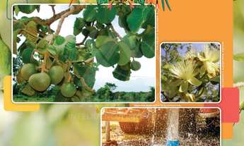 Imagem 4: Chácara à venda em Montes Claros-MG, no bairro Recanto dos Pássaros: oportunidade única na