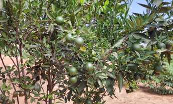 Imagem 5: Sítio à venda em Montes Claros-MG 2 quartos, 1 sala, 1 banheiro, 10 vagas de garagem 20