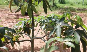 Imagem 3: Sítio à venda em Montes Claros-MG 2 quartos, 1 sala, 1 banheiro, 10 vagas de garagem 20