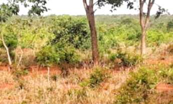 Imagem: CHACARA RURAL em Montes claros - MG, Vale