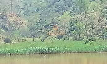 Imagem 3: Fazenda de EUCALIPTO e GADO / 337 hectares / 02 casas (principal e empregados ) / Escritur