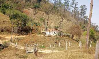Imagem 2: Fazenda de EUCALIPTO e GADO / 337 hectares / 02 casas (principal e empregados ) / Escritur