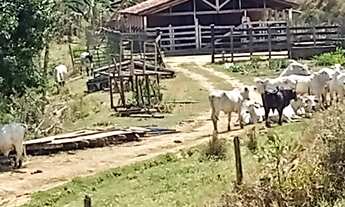 Imagem 7: Fazenda de EUCALIPTO e GADO / 337 hectares / 02 casas (principal e empregados ) / Escritur