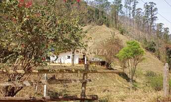 Imagem: Fazenda de EUCALIPTO e GADO / 337 hectares