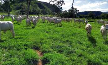 Imagem 3: OPORTUNIDADE FAZENDA PECUARIA 2.508 HA - PEDRA PRETA/MT