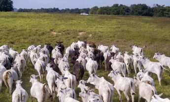 Imagem 4: OPORTUNIDADE FAZENDA PECUARIA 2.508 HA - PEDRA PRETA/MT