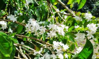 Imagem: EXCELENTE FAZENDA DE CAFÉ - BOM SUCESSO/MG